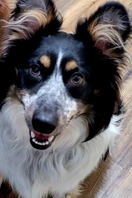 WBR - Remington